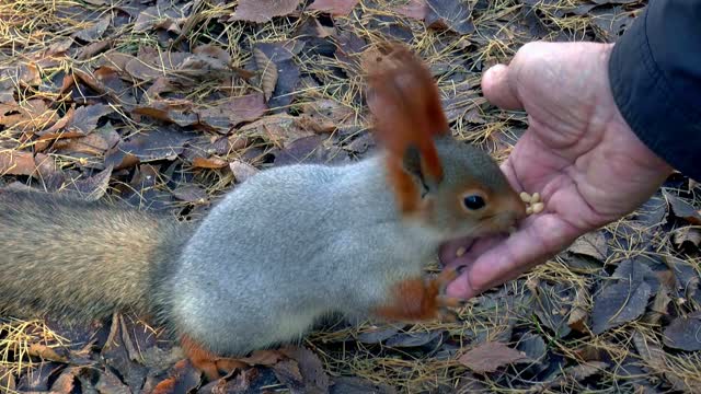 Squirrel eat quickly