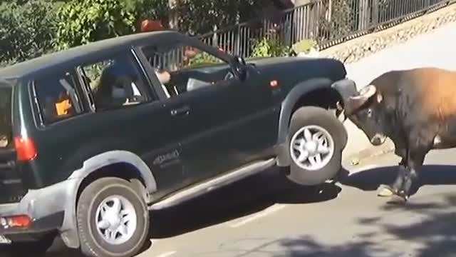ANIMAL FUNNY VIDEO//BULL VS CAR