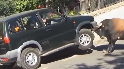 ANIMAL FUNNY VIDEO//BULL VS CAR