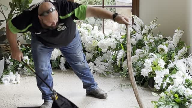 Eastern Brown Snake Hides in Flowers