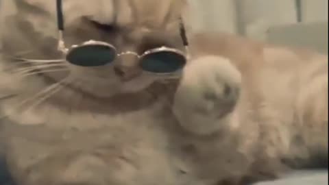 Funny cat 🐈😺😍 #8