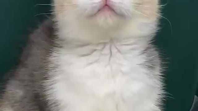 Cute to explode