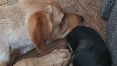 New charming puppy at home
