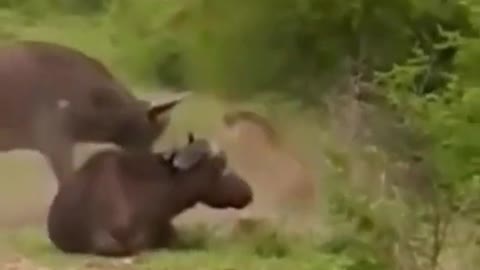 Lion attack gone very wrong!!