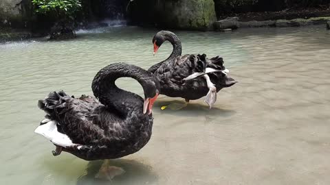 Ducks like to stand with one leg