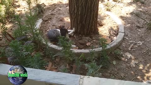 funny cat | Playful cat | cats | cat | most popular cat video | popular cat video