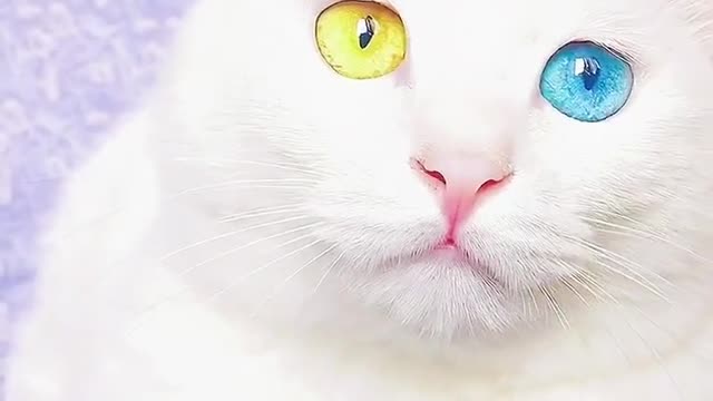 Cute cat with two colours eyes