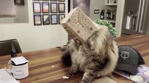 Best Funniest Cats 😹 - Don't try to hold back Laughter 😂 Funny Cats 2023