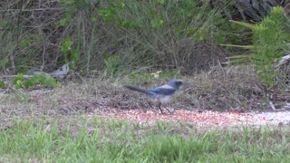 scrub jay up close