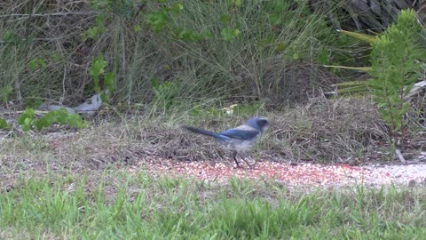 scrub jay up close