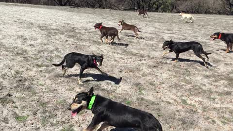 Thirsty Pups Enjoy Water / Run Dogs Run To The Watering Hole