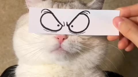 Funny Cat Video