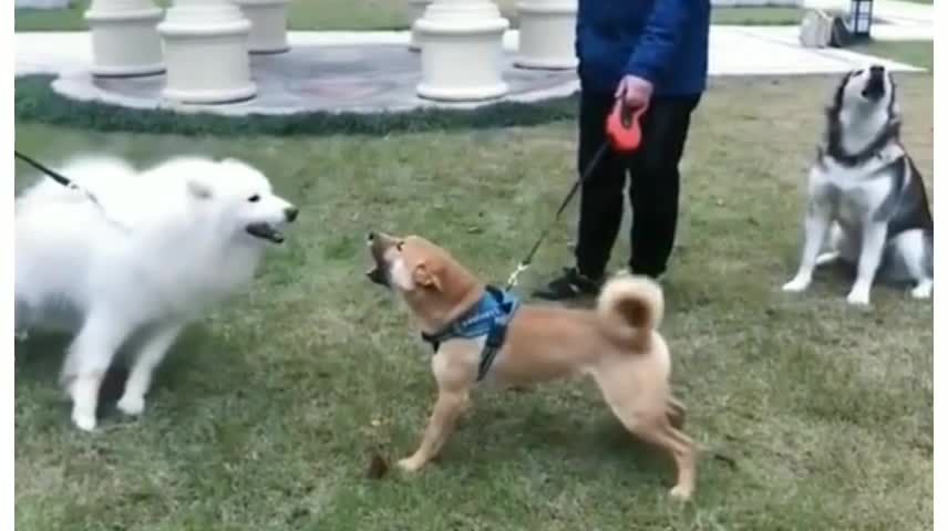 Cat vs Dog funny video. Funny animals video.