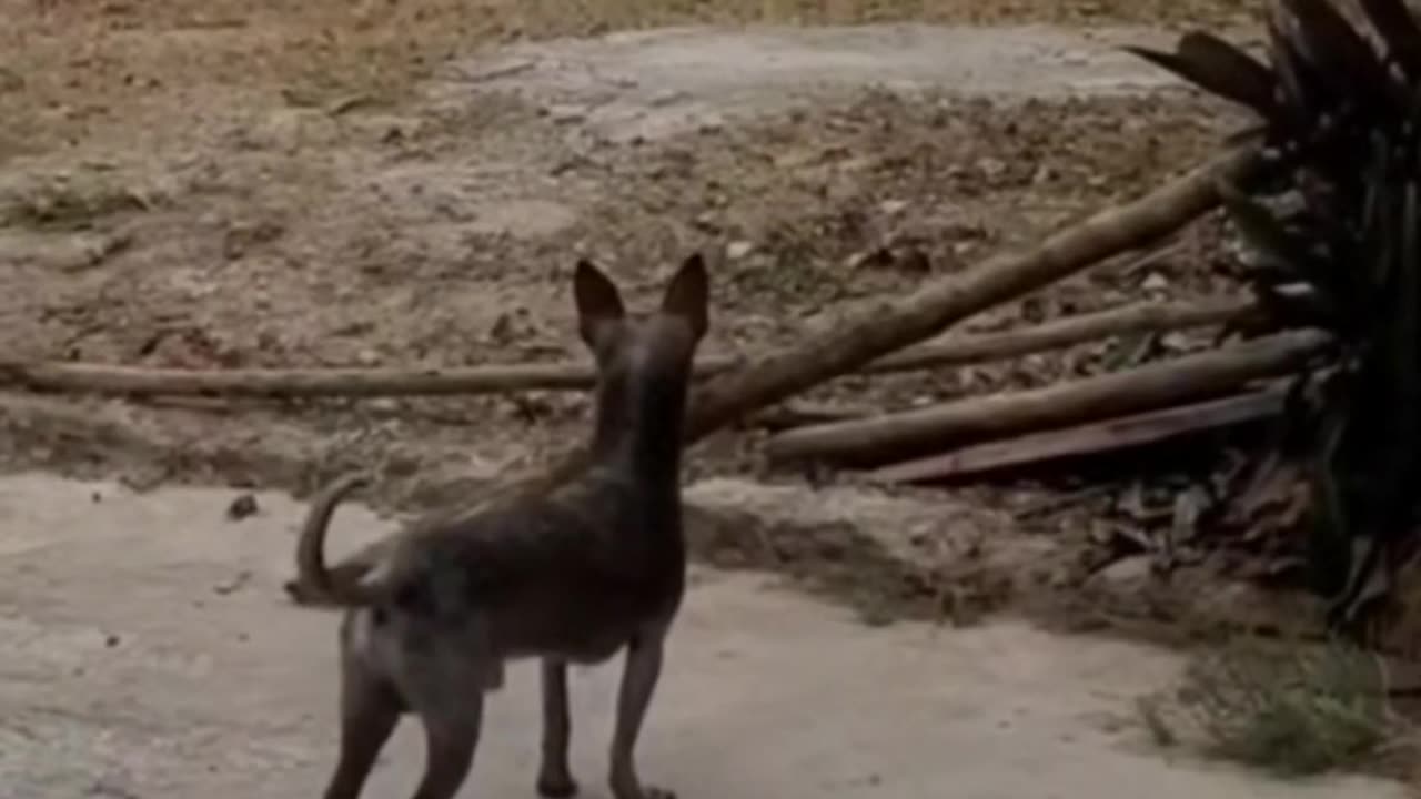 Funny Dog