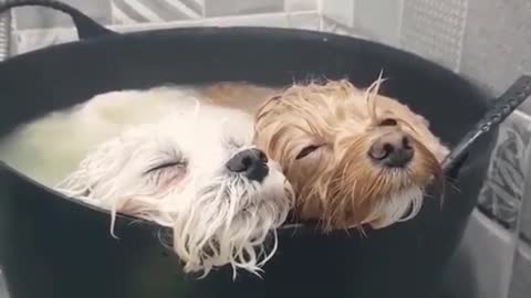 Bathed dog