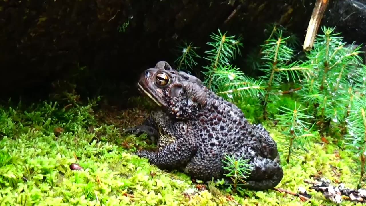 American Toad