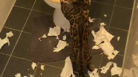 Bengal cat destroying toilet paper