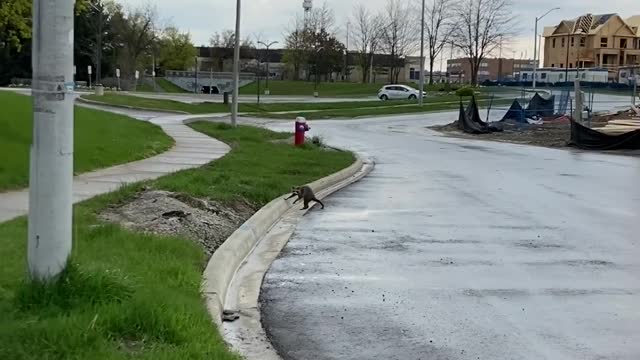 Foxhound meets raccoon