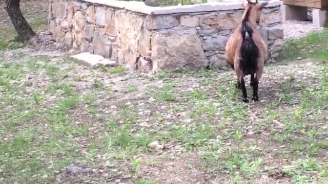 Westie Plays Hide-And-Seek With Pair Of Goats