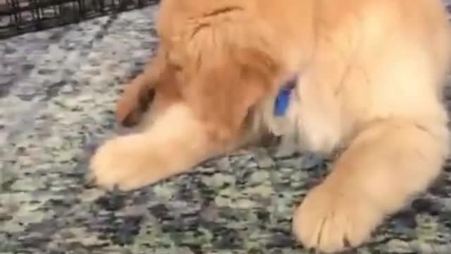 Funniest & Cutest Golden Retriever Puppies - 30 Minutes of Funny Puppy Videos