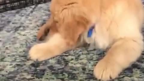 Funniest & Cutest Golden Retriever Puppies - 30 Minutes of Funny Puppy Videos