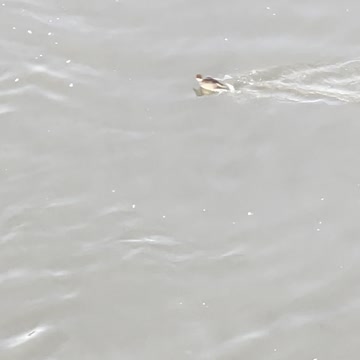 A chick RUN RUN to mom