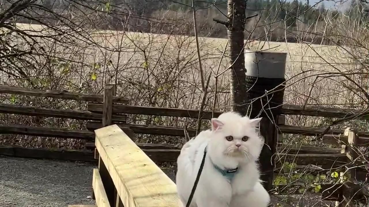 Toodeling Adventure With Mr.Floof Part 1