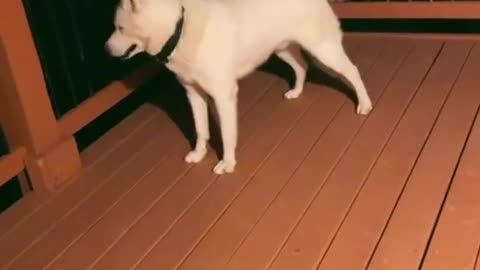 Husky adorably asks for permission to go outside .