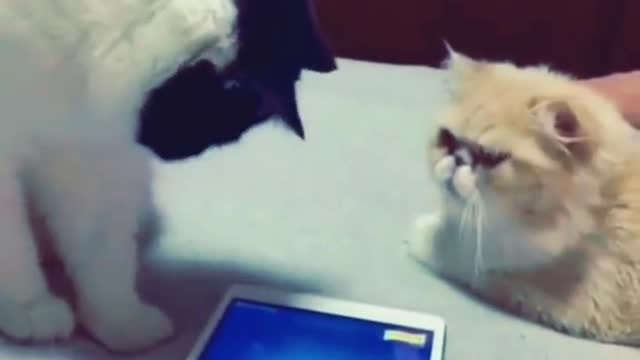 Cats think that there is a real fish in tab Funny videos