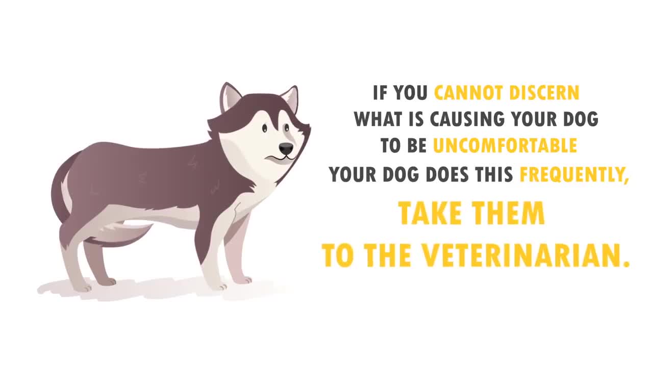 Dogs Language Explained: How to Understand Your Dog Better
