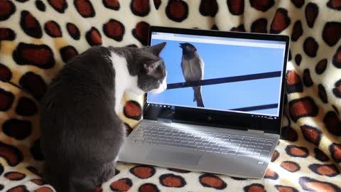 Cat is funny hhhhhh
