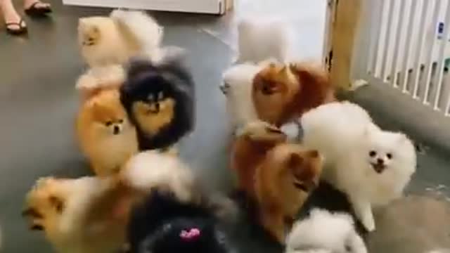 Cute cute dog video