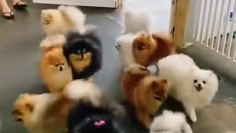 Cute cute dog video