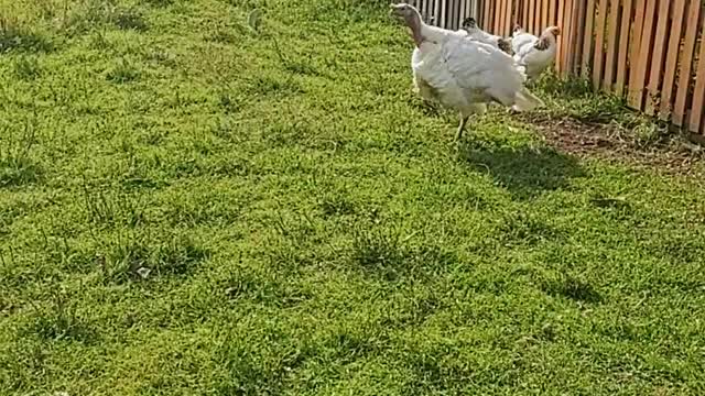 video-of-chickens-in-the-backyard