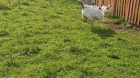 video-of-chickens-in-the-backyard