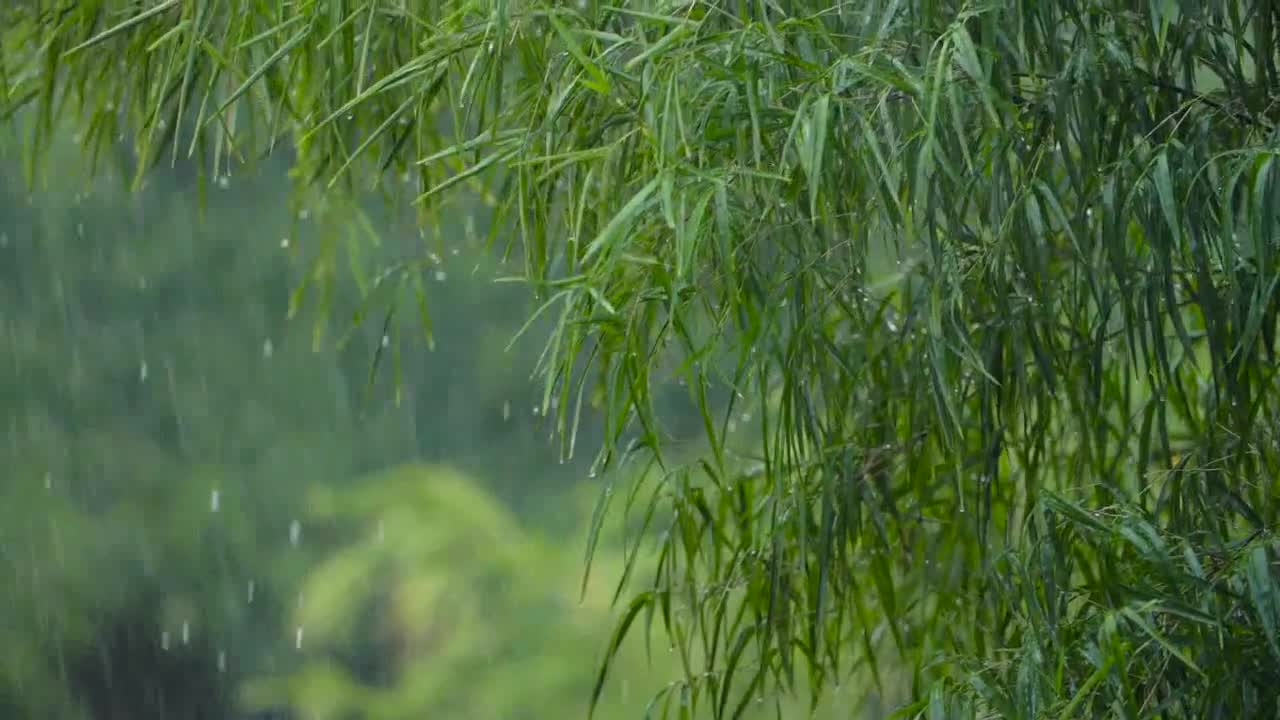 Long Shot of Torrential Rain Fall In a Tropical Forest