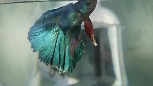 My fighting fish