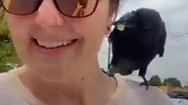 Rescue Crow make friendship with Dog