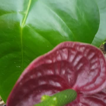 the most beautuful flower