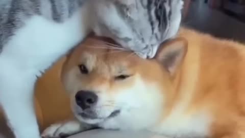 Friendship: Astonishing Cat and Dog Duo! Short #shorts #funnymemes #syl_vester