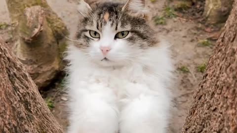 cat laughs and wears his nails