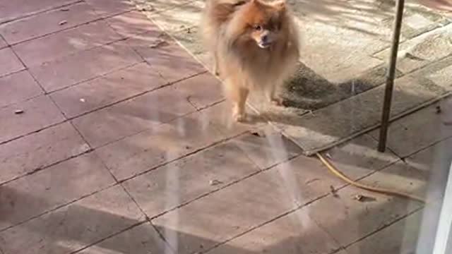 Pomeranians Just Wanna Have Fun!