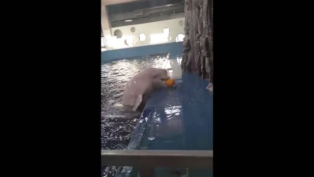 The dolphin is playing