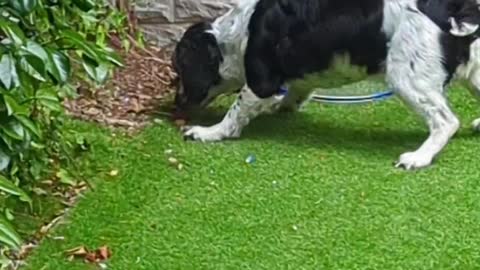 Dog Vs baby bird