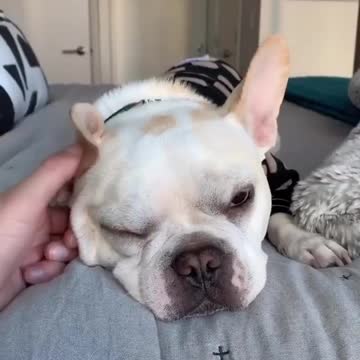 French Bulldog provides your daily dose of adorable