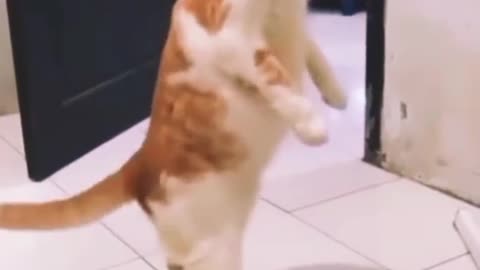 Funny Cat