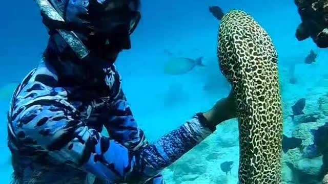 SEA CREATURES