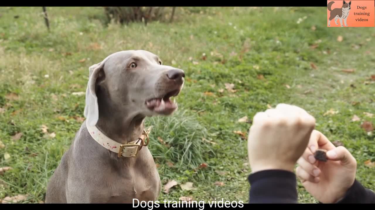 Dog training