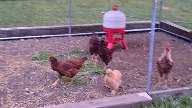 New nesting boxes coop set in its home