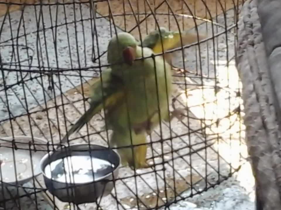 Parrot bathing beautifully